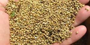 Millet Seed