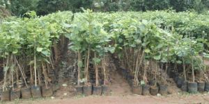 Forestry Plants