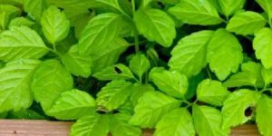 Herbal Medicinal Plants