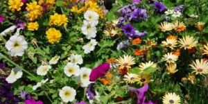 Horticulture Plants