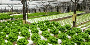 Hydroponics Services