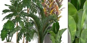 Ornamental Plants