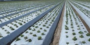 Plastic Mulching Film