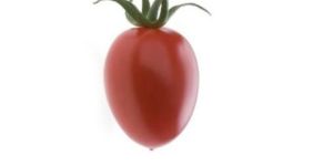 Rz F1 Pareso Tomato