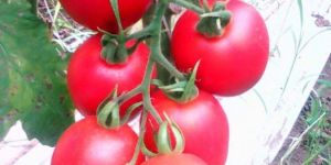 Rz F1 Peradur Tomato