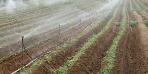 Sprinkler Irrigation Services