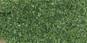 Moringa Herbal Leaves