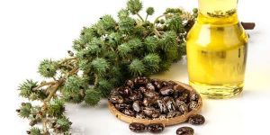 Castor Seed Oil