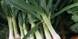 Fresh Green Garlic
