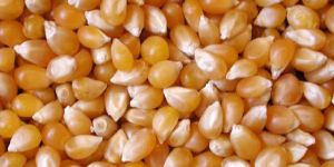 Maize Seeds