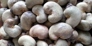 Raw Cashew Nuts
