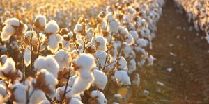 Cotton Seeds