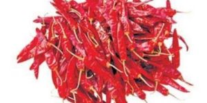 Dried Red Chilli