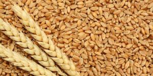 Natural Wheat Seeds