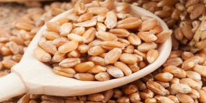 Organic Wheat Seeds