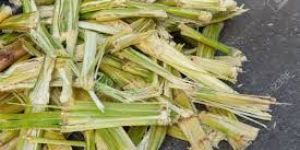 Sugarcane Bagasse