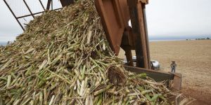 Sugarcane Waste