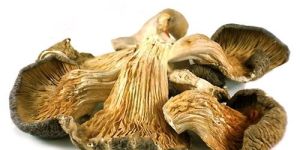 Dry Oyester Mushroom