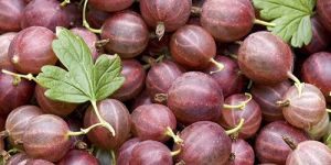 Fresh Gooseberry