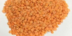 Red Lentils