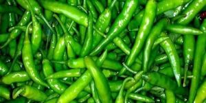 INDIAN GREEN CHILLI