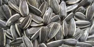 Sunflower Seed Shell