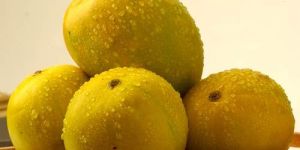 Organic Kesar Mango