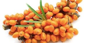 Organic Sea Buckthorn