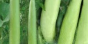 Organic Bottle Gourd