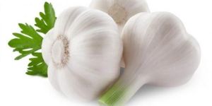 Organic Garlic