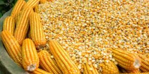 Organic Maize Seeds