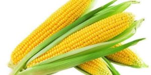 Yellow Corn