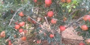 Pomegranate