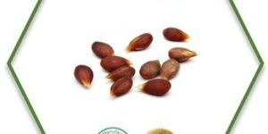 Apple Seed Carrier Oil