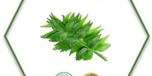Neem Seed Oil