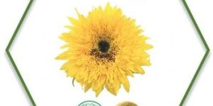 Sunflower Carrier Oil