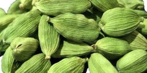 Indian Green Elaichi