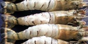 Weight Gaining Probiotics for Shrimp Farming