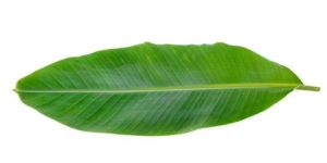 Banana Leaf