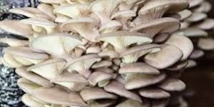 Oyster Mushroom