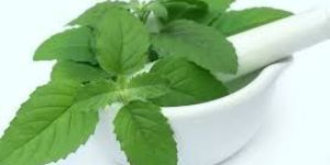 Tulsi