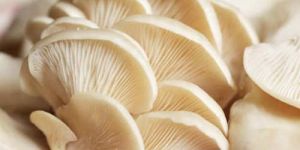 Dry Oyster Mushroom
