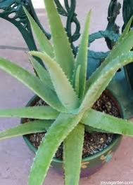 Aloe Vera Leaf
