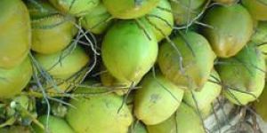 Tender Coconut
