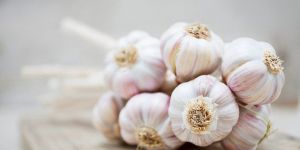 Fresh Garlic