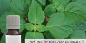 Patchouli Essential Oil