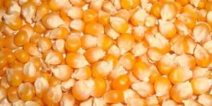 Yellow Maize