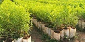 Sandalwood Plants