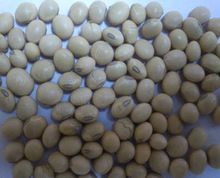 Soybean Seed Machine Clean