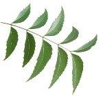 Neem Leaves and Powder
